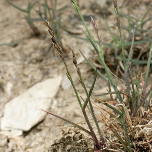 Poa glauca Συνήθη χαρακτηριστικά