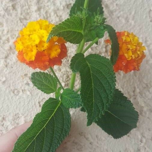 Lantana camara Blomst