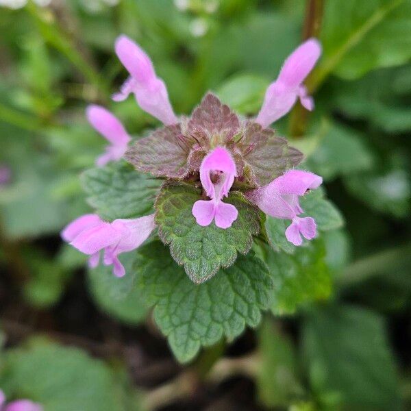 Lamium purpureum Flors