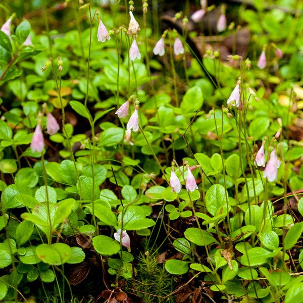 Linnaea borealis ᱵᱟᱦᱟ