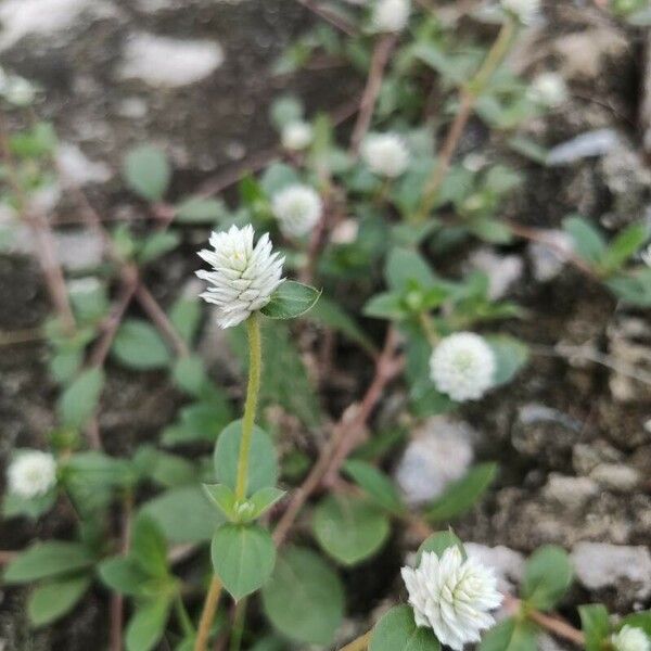 Gomphrena serrata Λουλούδι