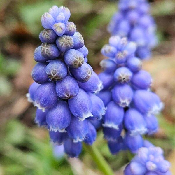 Muscari armeniacum Cvet