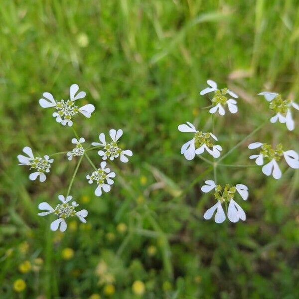 Tordylium apulum Flower