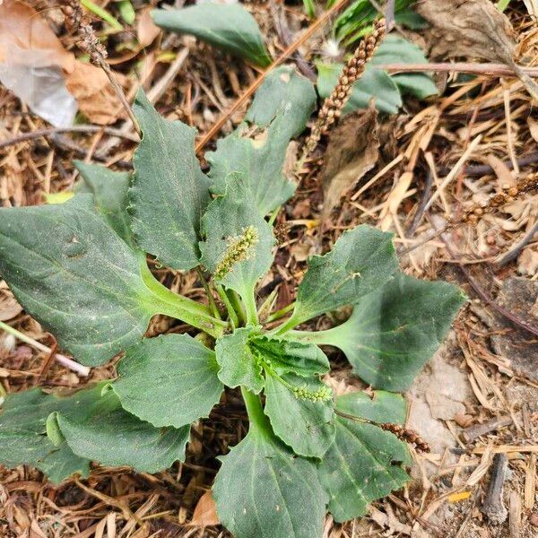 Plantago major Leaf