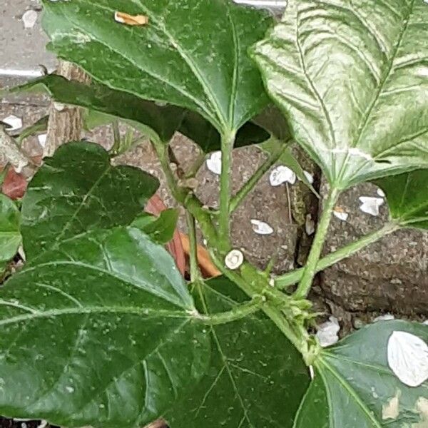 Hibiscus fragilis Folha