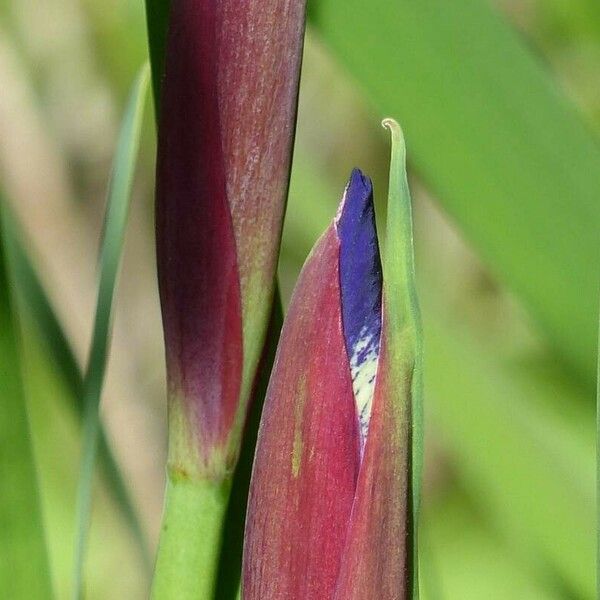 Iris sibirica ഇല