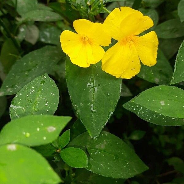 Reinwardtia indica Blomst