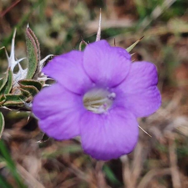 Barleria delamerei 花