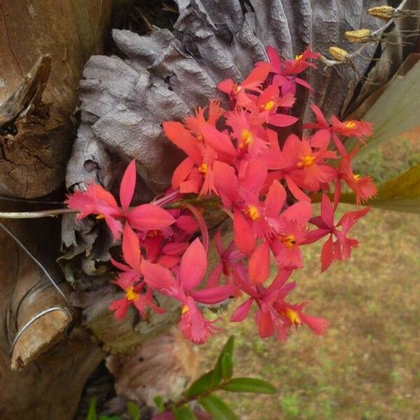Epidendrum radicans Blüte