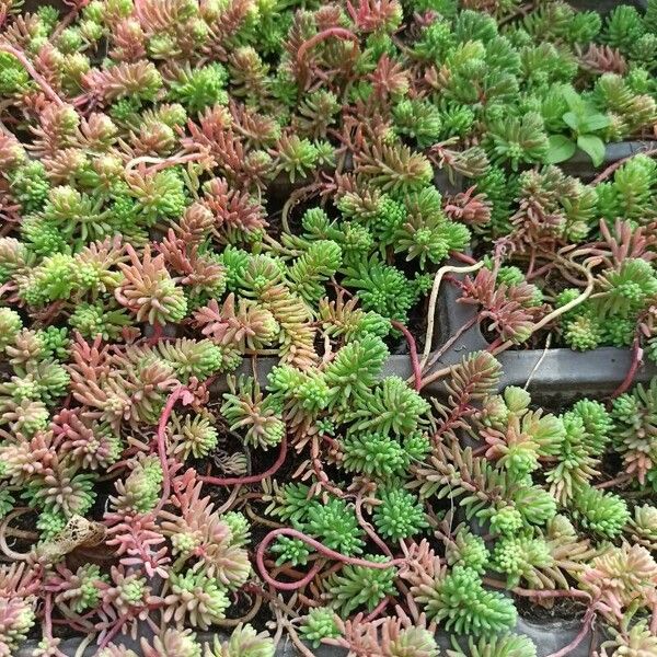 Sedum sexangulare Blad