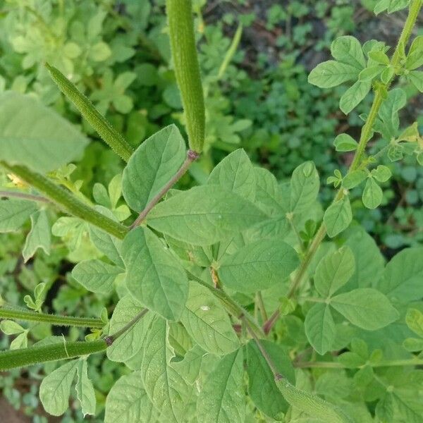 Cleome viscosa Fuelha