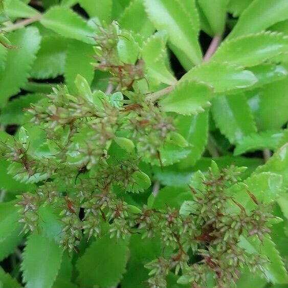 Phedimus aizoon Flower