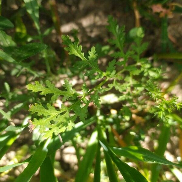 Phacelia tanacetifolia 葉