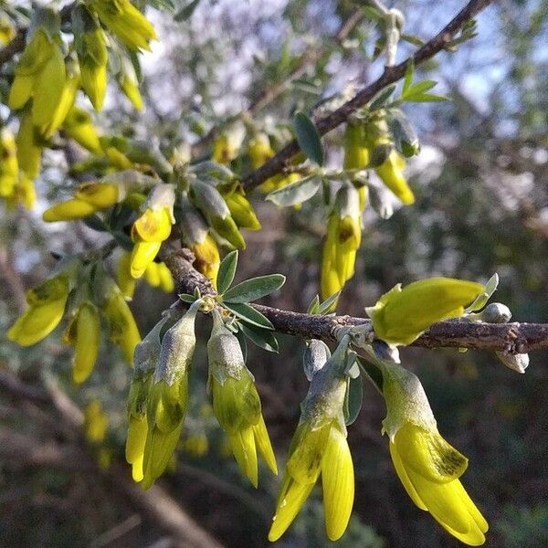 Anagyris foetida Flors