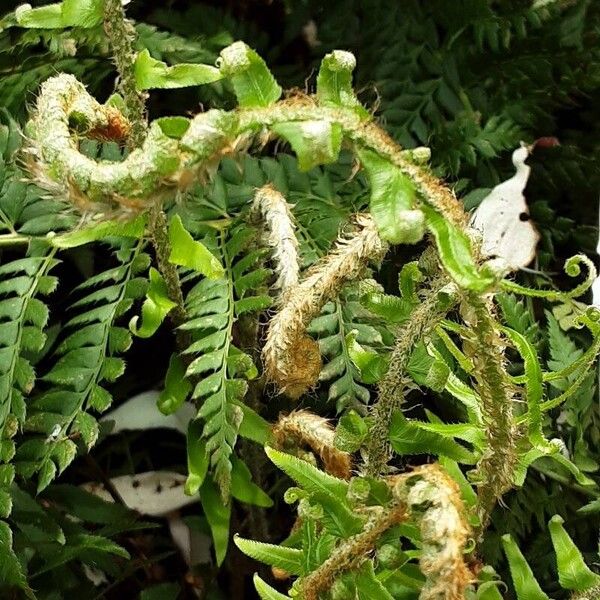 Polystichum munitum Blatt