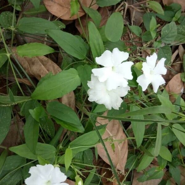 Thunbergia fragrans 花