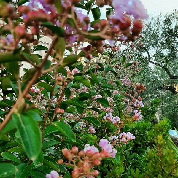 Lagerstroemia indica Floro