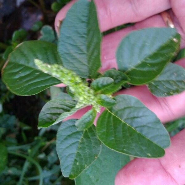 Amaranthus blitum Лист