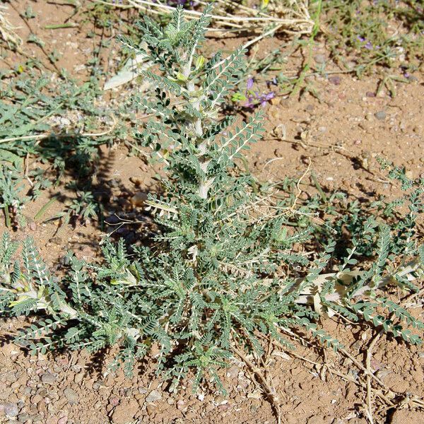 Astragalus trigonus Habit
