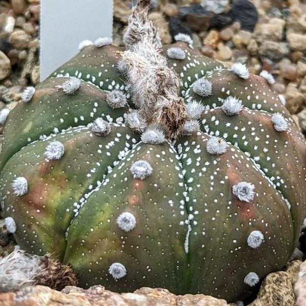 Astrophytum asterias Ліст