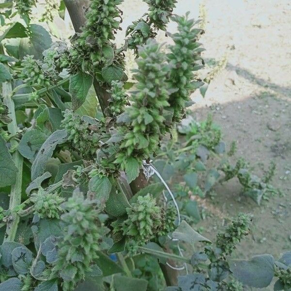 Acalypha indica फल