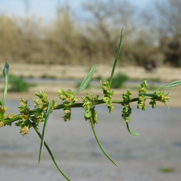 Rumex palustris Blomma