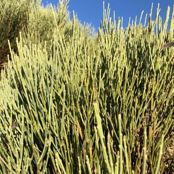 Ephedra foeminea Fuelha