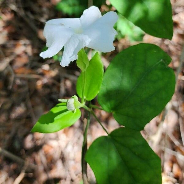 Thunbergia fragrans Φύλλο