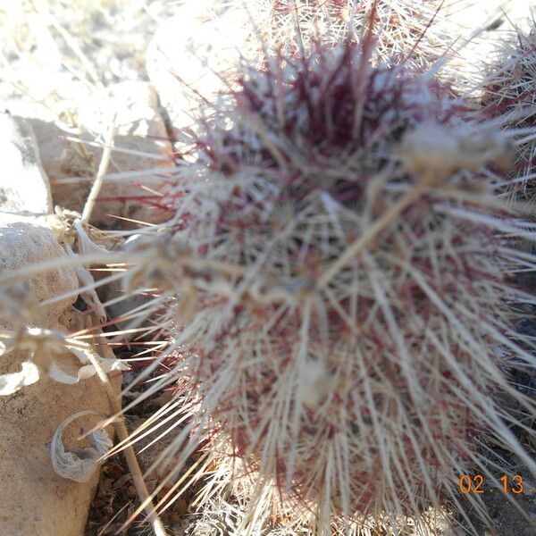 Echinocereus viridiflorus 形态