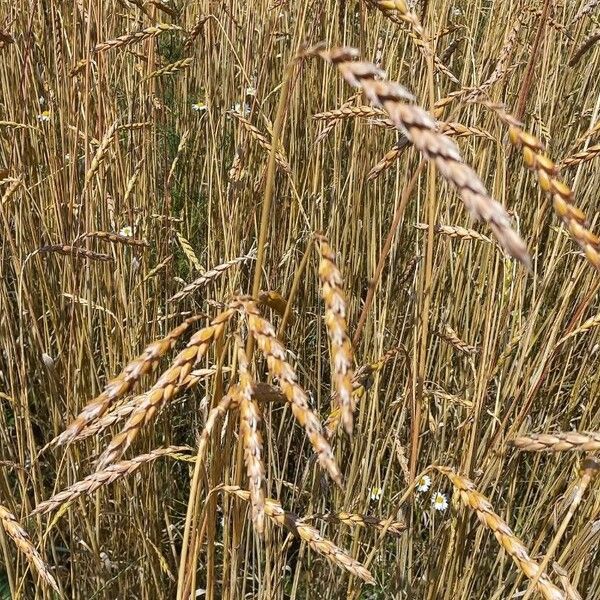 Triticum aestivum Fruit