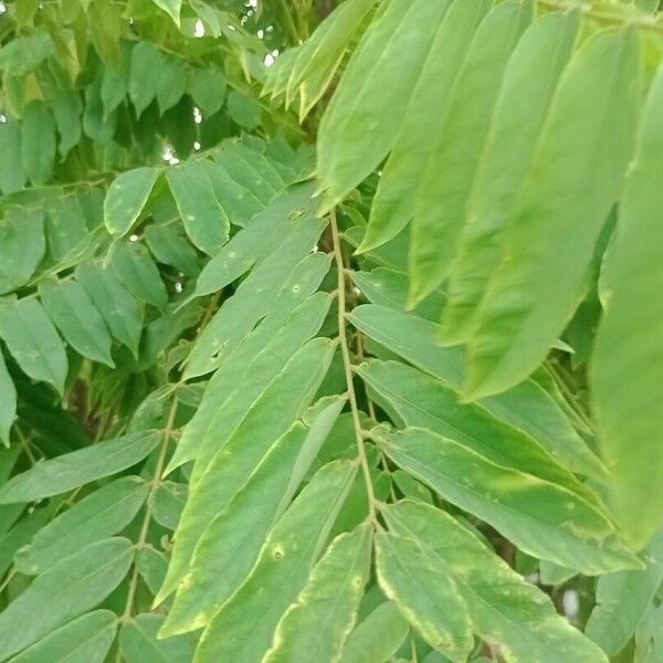 Imagem de referência para identificação da planta Biri-biri