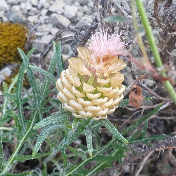 Rhaponticum coniferum Flors