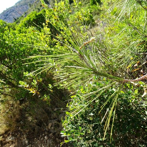 Pinus halepensis Lapas