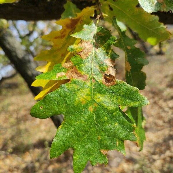 Quercus cerris 葉