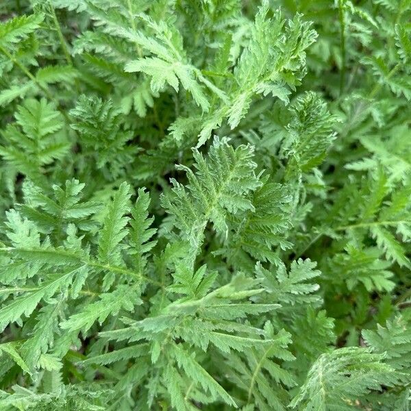 Tanacetum macrophyllum Hostoa