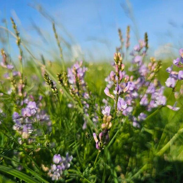 Astragalus austriacus Цвят