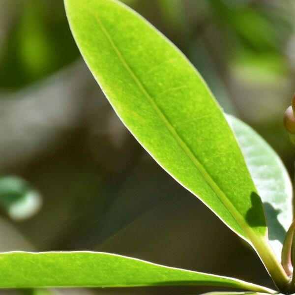 Euphorbia pyrifolia पत्ता
