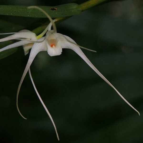 Dendrobium camaridiorum 花
