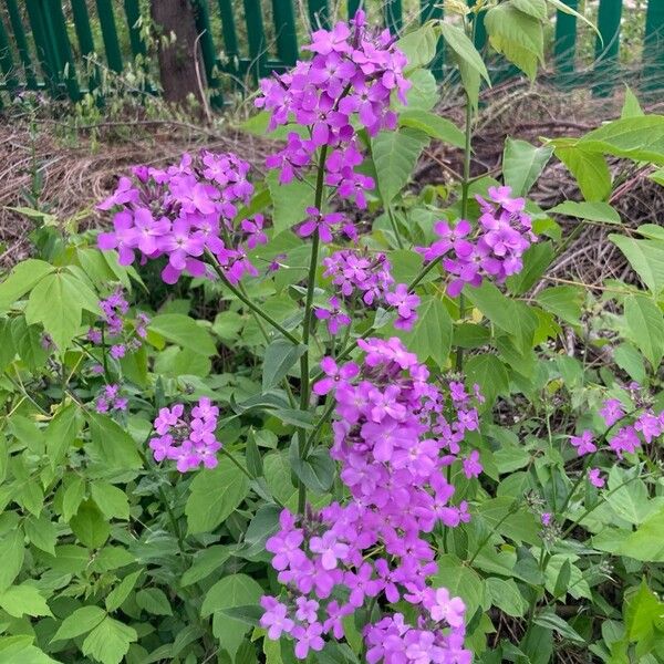 Hesperis matronalis Flor