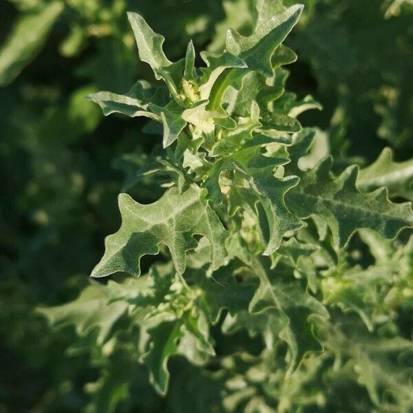 Atriplex tatarica Lapas