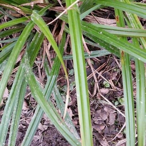 Carex vaginata Leaf