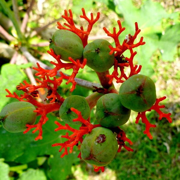 Jatropha podagrica Frukt