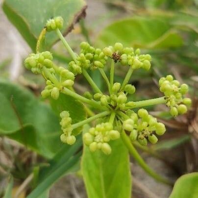 Hydrocotyle verticillata Цвят