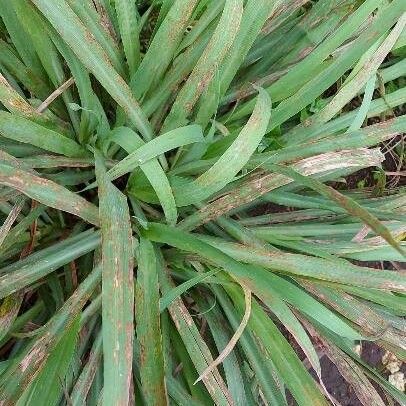 Cymbopogon citratus Leaf