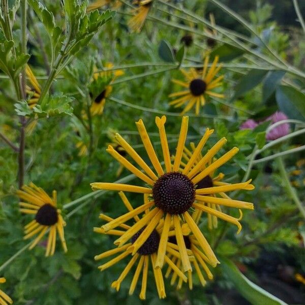 Rudbeckia subtomentosa Flor