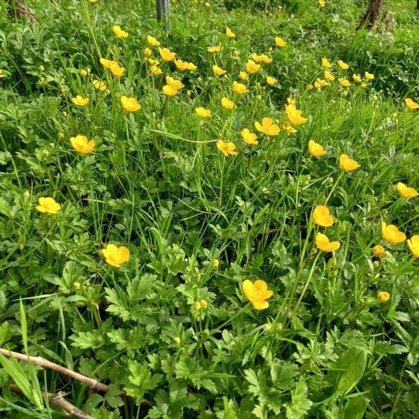 Ranunculus repens عادت