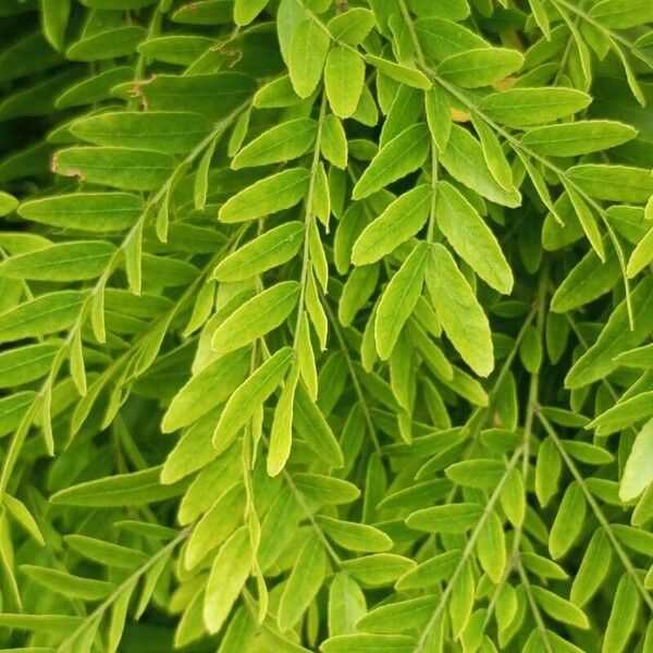 Gleditsia sinensis Blad