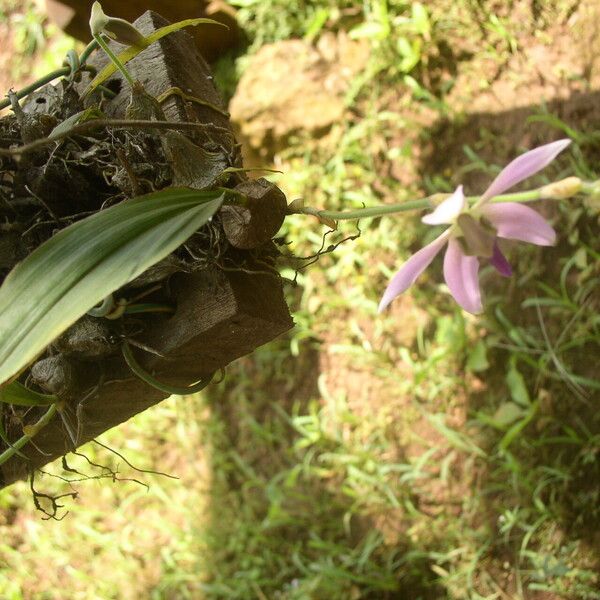 Ancistrochilus rothschildianus Plante entière