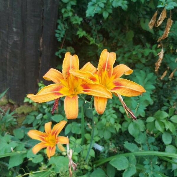 Hemerocallis fulva Blüte