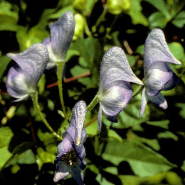 Aconitum uncinatum Квітка